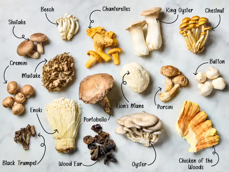๐ The Benefits of Fresh Mushrooms in Your Daily Diet (fresh mushrooms benefits)