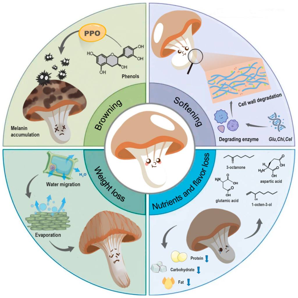 🍄 How to Maintain Hygiene and Quality in Mushroom Production Hygiene and Quality in Mushroom Production