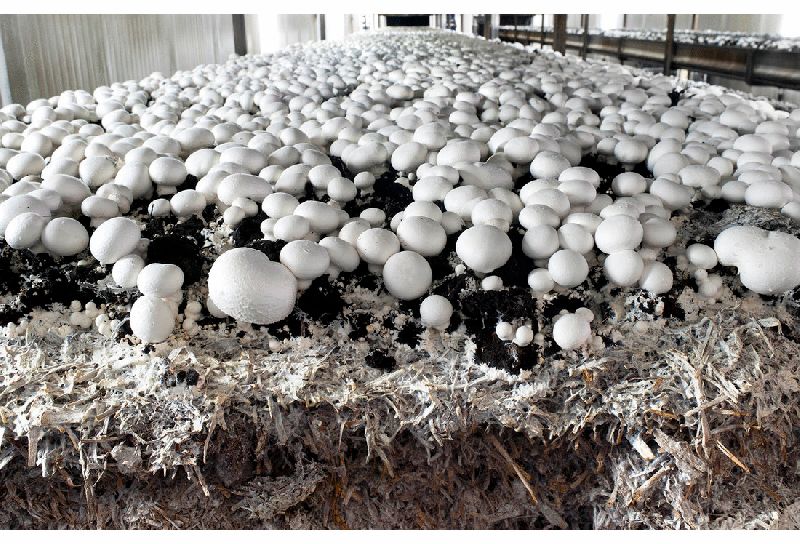How to Start Mushroom Farming in India <img src="button-mushroom.jpg" alt="Fresh mushroom farming button mushrooms growing in organic farm">